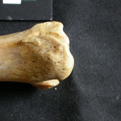 Tibia : partie distale (18531 visites) Panthera leo - Femelle adulte - Élément droitCollection : Aberdares (Id:OM7713) - Pays : Kenya
Tibia : partie distale