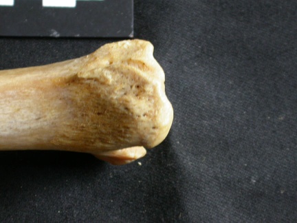Tibia : partie distale (18550 visites) Panthera leo - Femelle adulte - Élément droitCollection : Aberdares (Id:OM7713) - Pays : Kenya
Tibia : partie distale