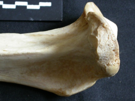 Tibia : partie proximale (18035 visites) Panthera leo - Femelle adulte - Élément droitCollection : Aberdares (Id:OM7713) - Pays : Kenya
Tibia : partie proximale