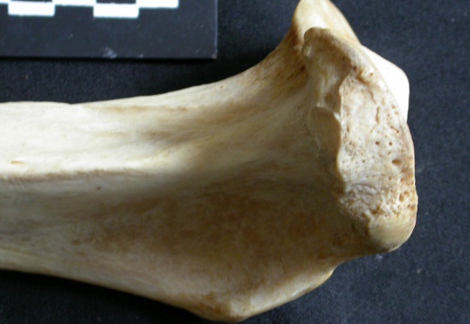 Tibia : partie proximale (17919 visites) Panthera leo - Femelle adulte - Élément droitCollection : Aberdares (Id:OM7713) - Pays : Kenya
Tibia : partie proximale