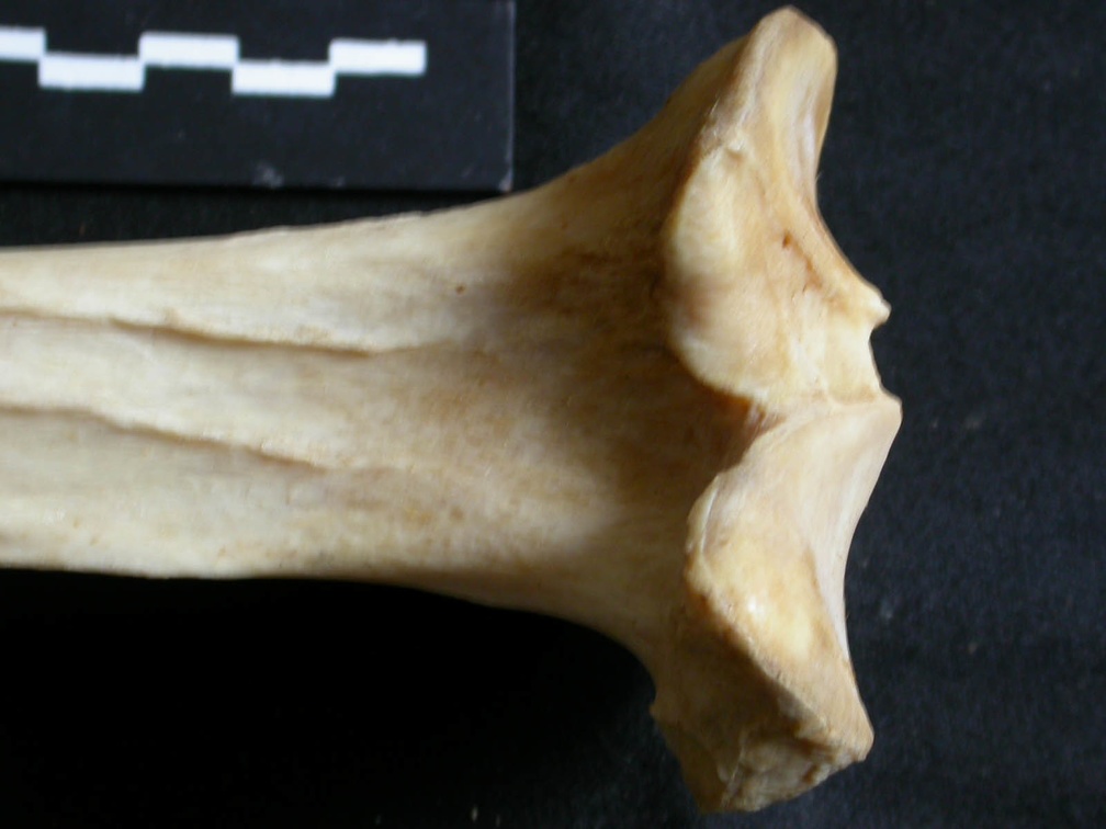 Tibia : partie proximale (18424 visites) Panthera leo - Femelle adulte - Élément droitCollection : Aberdares (Id:OM7713) - Pays : Kenya
Tibia : partie proximale