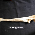 Ulna (19348 visites) Panthera leo - Femelle adulte - Élément droitCollection : Aberdares (Id:OM7713) - Pays : Kenya
Ulna