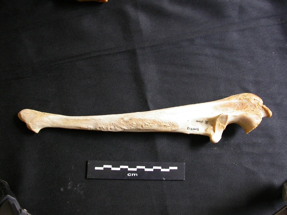 Ulna (19348 visites) Panthera leo - Femelle adulte - Élément droitCollection : Aberdares (Id:OM7713) - Pays : Kenya
Ulna