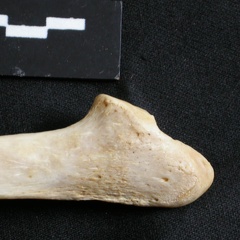 Ulna : partie distale (18014 visites) Panthera leo - Femelle adulte - Élément droitCollection : Aberdares (Id:OM7713) - Pays : Kenya
Ulna : partie distale