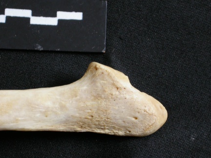 Ulna : partie distale (18008 visites) Panthera leo - Femelle adulte - Élément droitCollection : Aberdares (Id:OM7713) - Pays : Kenya
Ulna : partie distale