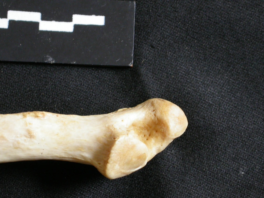Ulna : partie distale (18532 visites) Panthera leo - Femelle adulte - Élément droitCollection : Aberdares (Id:OM7713) - Pays : Kenya
Ulna : partie distale