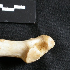 Ulna : partie distale (18554 visites) Panthera leo - Femelle adulte - Élément droitCollection : Aberdares (Id:OM7713) - Pays : Kenya
Ulna : partie distale