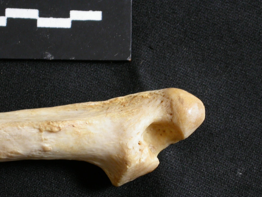 Ulna : partie distale (17270 visites) Panthera leo - Femelle adulte - Élément droitCollection : Aberdares (Id:OM7713) - Pays : Kenya
Ulna : partie distale