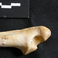 Ulna : partie distale (17301 visites) Panthera leo - Femelle adulte - Élément droitCollection : Aberdares (Id:OM7713) - Pays : Kenya
Ulna : partie distale