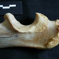 Ulna : partie proximale (17971 visites) Panthera leo - Femelle adulte - Élément droitCollection : Aberdares (Id:OM7713) - Pays : Kenya
Ulna : partie proximale