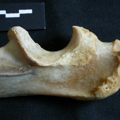 Ulna : partie proximale (17642 visites) Panthera leo - Femelle adulte - Élément droitCollection : Aberdares (Id:OM7713) - Pays : Kenya
Ulna : partie proximale