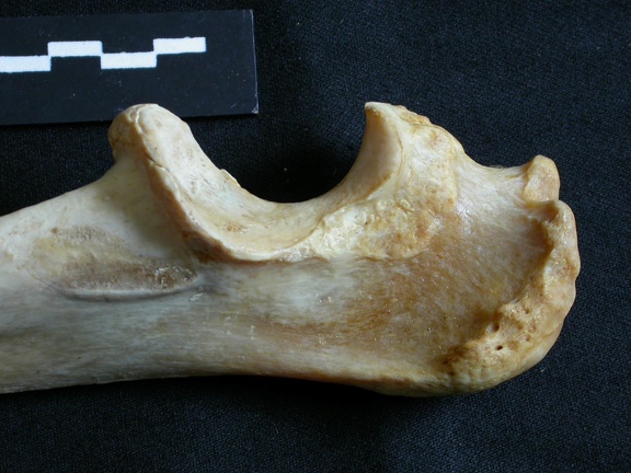 Ulna : partie proximale (17652 visites) Panthera leo - Femelle adulte - Élément droitCollection : Aberdares (Id:OM7713) - Pays : Kenya
Ulna : partie proximale