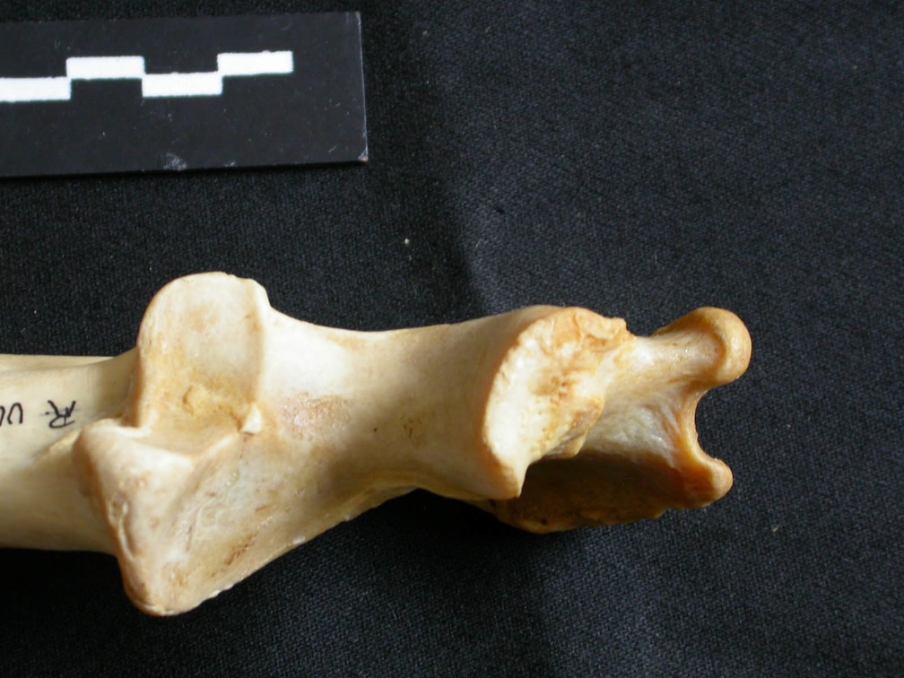 Ulna : partie proximale (18010 visites) Panthera leo - Femelle adulte - Élément droitCollection : Aberdares (Id:OM7713) - Pays : Kenya
Ulna : partie proximale