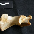 Ulna : partie proximale (18108 visites) Panthera leo - Femelle adulte - Élément droitCollection : Aberdares (Id:OM7713) - Pays : Kenya
Ulna : partie proximale