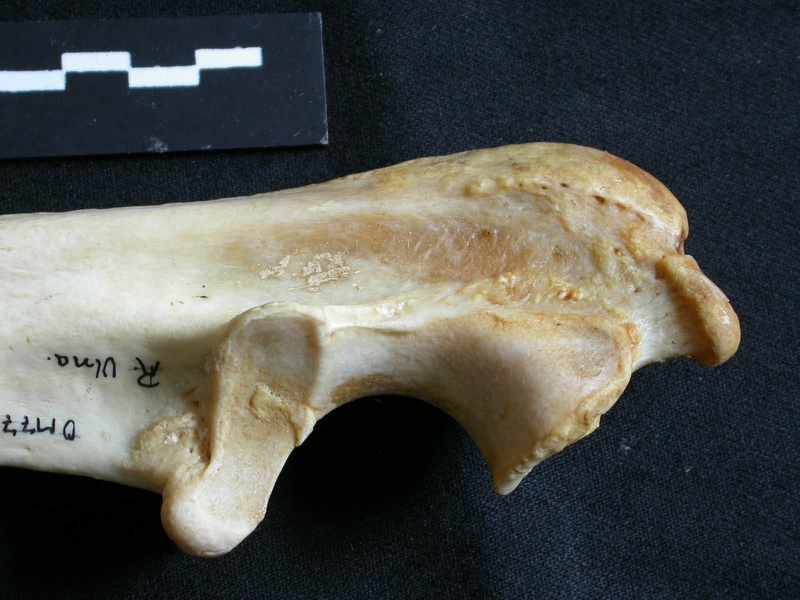 Ulna : partie proximale (18062 visites) Panthera leo - Femelle adulte - Élément droitCollection : Aberdares (Id:OM7713) - Pays : Kenya
Ulna : partie proximale