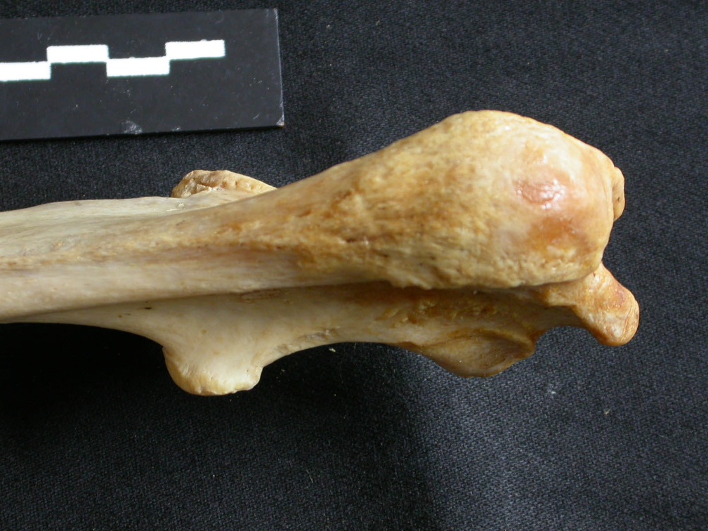 Ulna : partie proximale (18228 visites) Panthera leo - Femelle adulte - Élément droitCollection : Aberdares (Id:OM7713) - Pays : Kenya
Ulna : partie proximale