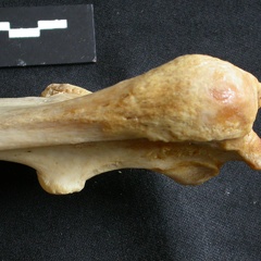 Ulna : partie proximale (18263 visites) Panthera leo - Femelle adulte - Élément droitCollection : Aberdares (Id:OM7713) - Pays : Kenya
Ulna : partie proximale