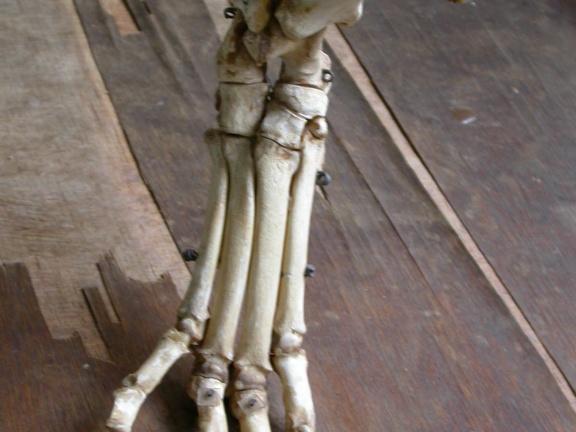 Hindlimb