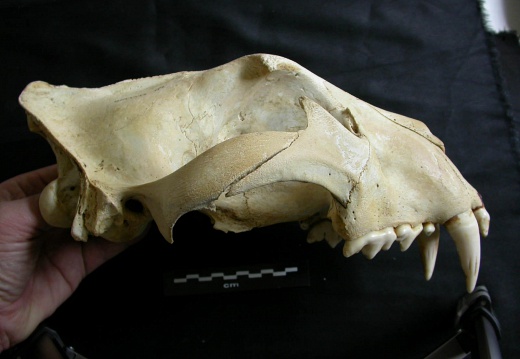 Skull: right side sight