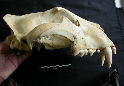 Crâne : vue latérale droite (17298 visites) Panthera leo - Mâle - Jeune adulteCollection : Langata Nat.Park (Id:OM7477) - Pays : Kenya
Crâne : vue latérale droite
