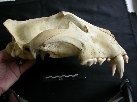 Crâne : vue latérale droite (17389 visites) Panthera leo - Mâle - Jeune adulteCollection : Langata Nat.Park (Id:OM7477) - Pays : Kenya
Crâne : vue latérale droite