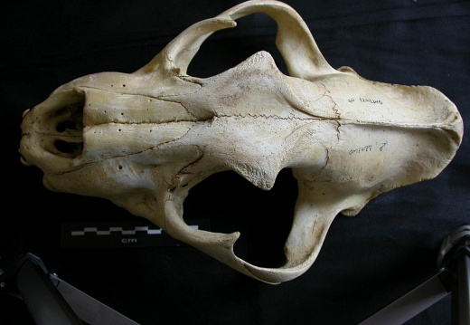 Skull: frontal sight