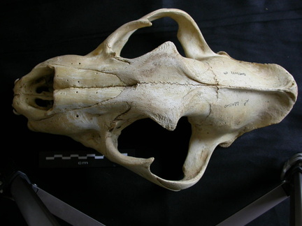 Skull: frontal sight