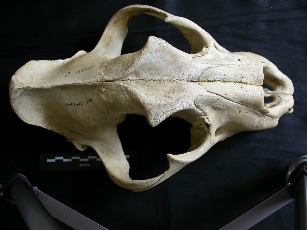 Skull: frontal sight