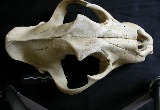 Skull: frontal sight