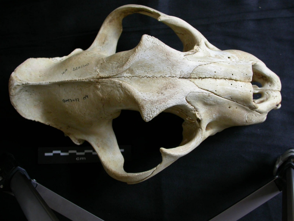 Crâne : vue frontale