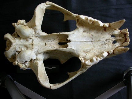 Skull: ventral sight