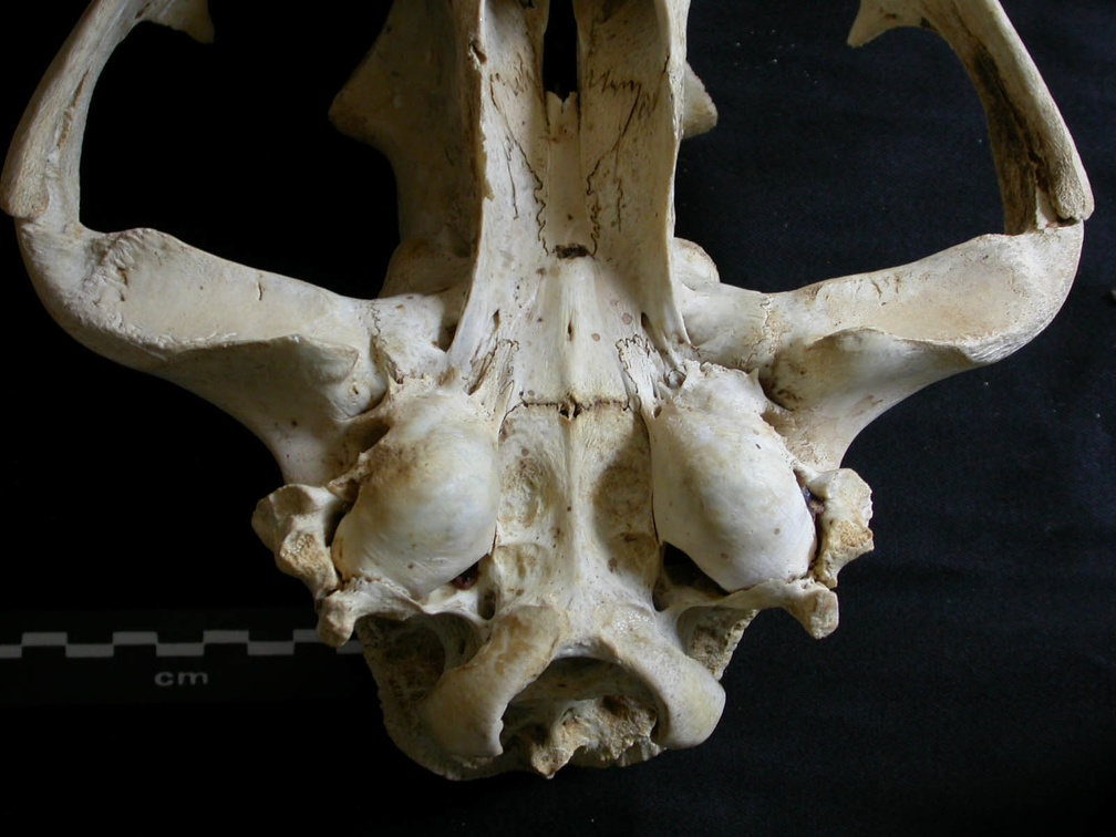 Skull: ventral sight