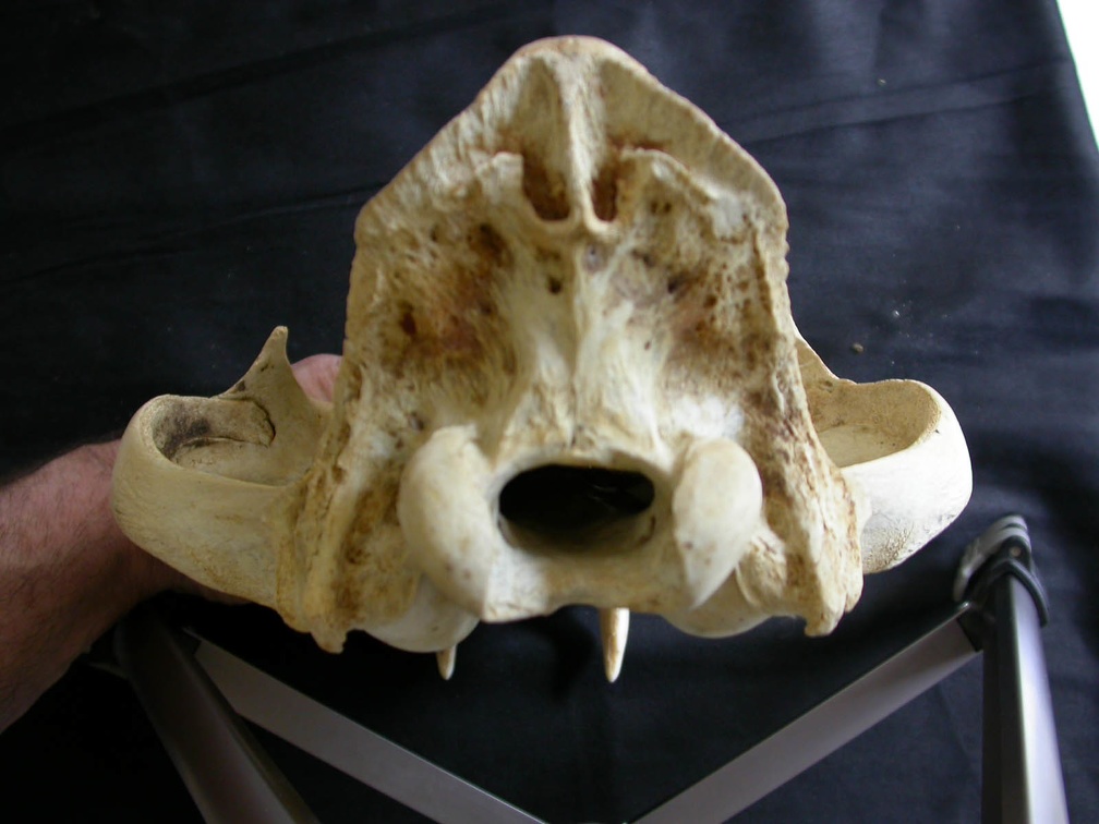 Crâne : vue postérieure (18054 visites) Panthera leo - Mâle - Jeune adulteCollection : Langata Nat.Park (Id:OM7477) - Pays : Kenya
Crâne : vue postérieure