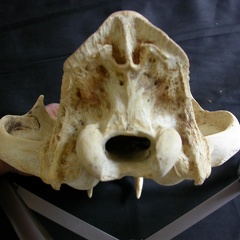Crâne : vue postérieure (18130 visites) Panthera leo - Mâle - Jeune adulteCollection : Langata Nat.Park (Id:OM7477) - Pays : Kenya
Crâne : vue postérieure