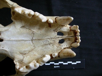 Skull: ventral sight