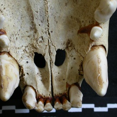 Crâne : os incisif (17199 visites) Panthera leo - Mâle - Jeune adulteCollection : Langata Nat.Park (Id:OM7477) - Pays : Kenya
Crâne : os incisif