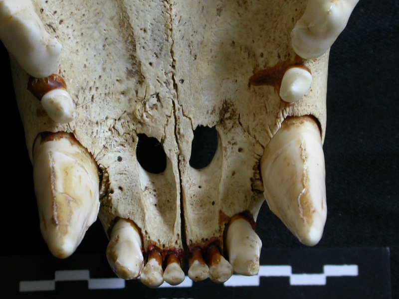 Crâne : os incisif (17092 visites) Panthera leo - Mâle - Jeune adulteCollection : Langata Nat.Park (Id:OM7477) - Pays : Kenya
Crâne : os incisif