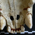 Pl-dentsup2.jpg