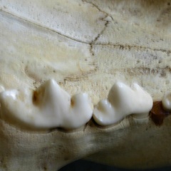 Dentition supérieure (16564 visites) Panthera leo - Mâle - Jeune adulteCollection : Langata Nat.Park (Id:OM7477) - Pays : Kenya
Dentition supérieure
