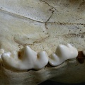 Dentition supérieure (17651 visites) Panthera leo - Mâle - Jeune adulteCollection : Langata Nat.Park (Id:OM7477) - Pays : Kenya
Dentition supérieure
