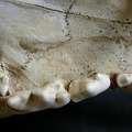 Dentition supérieure (17204 visites) Panthera leo - Mâle - Jeune adulteCollection : Langata Nat.Park (Id:OM7477) - Pays : Kenya
Dentition supérieure