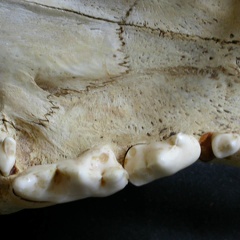 Dentition supérieure (17221 visites) Panthera leo - Mâle - Jeune adulteCollection : Langata Nat.Park (Id:OM7477) - Pays : Kenya
Dentition supérieure