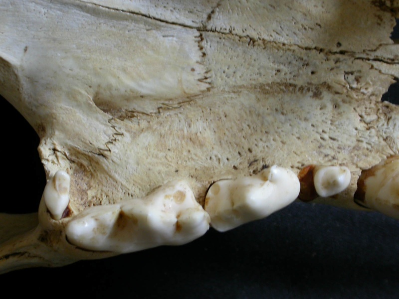 Higher teeth (17161 visits) Panthera leo - Male - Young adultCollection: Langata Nat.Park (Id:OM7477) - Country: Kenya Higher teeth