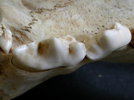 Dentition supérieure (16837 visites) Panthera leo - Mâle - Jeune adulteCollection : Langata Nat.Park (Id:OM7477) - Pays : Kenya
Dentition supérieure