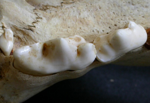 Dentition supérieure (16796 visites) Panthera leo - Mâle - Jeune adulteCollection : Langata Nat.Park (Id:OM7477) - Pays : Kenya
Dentition supérieure