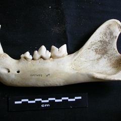 Mandibule (17224 visites) Panthera leo - Mâle - Jeune adulte - Élément gaucheCollection : Langata Nat.Park (Id:OM7477) - Pa... Mandibule