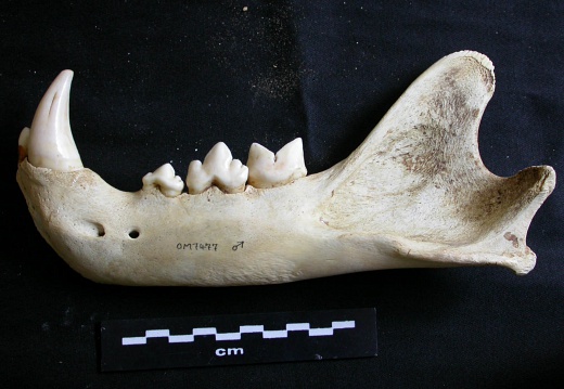 Mandible