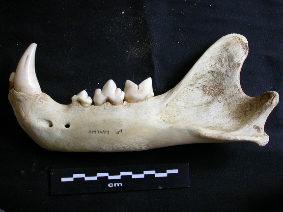 Mandibule (17331 visites) Panthera leo - Mâle - Jeune adulte - Élément gaucheCollection : Langata Nat.Park (Id:OM7477) - Pa... Mandibule