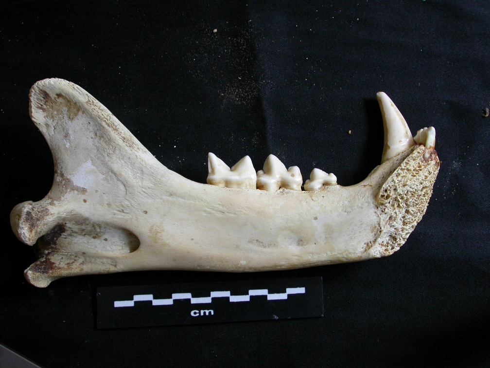 Mandibule (16827 visites) Panthera leo - Mâle - Jeune adulte - Élément gaucheCollection : Langata Nat.Park (Id:OM7477) - Pa... Mandibule