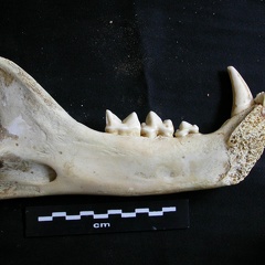 Mandibule (16865 visites) Panthera leo - Mâle - Jeune adulte - Élément gaucheCollection : Langata Nat.Park (Id:OM7477) - Pa... Mandibule